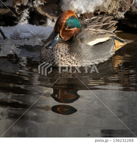 A Eurasian Teal Drake (Anas crecca) in breeding plumage swimming A Eurasian Teal Drake (Anas crecca) in breeding plumage swimming 136232268