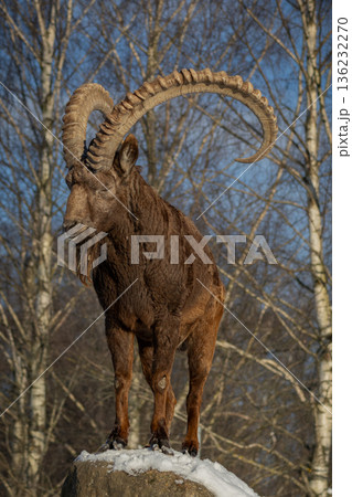 Male Siberian ibex Capra sibirica 136232270
