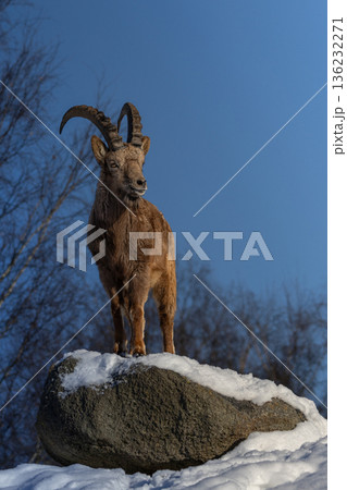 Details of a siberian rock goats. 136232271