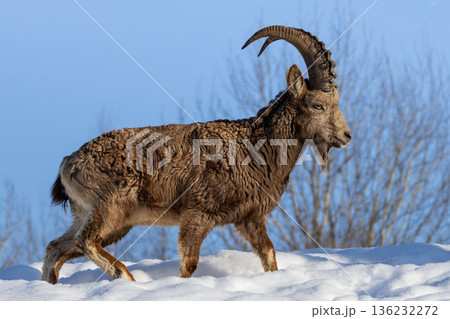 details of a siberian rock goats. 136232272