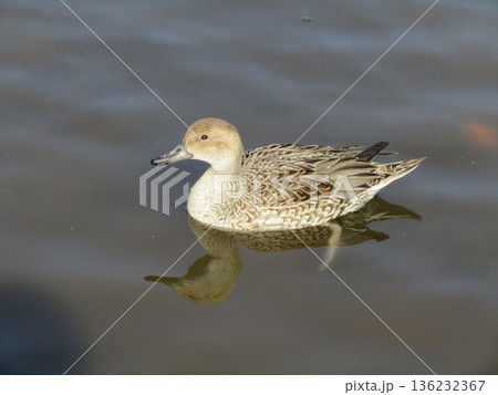 稲毛海浜公園浜の池に来たオナガガモ 136232367