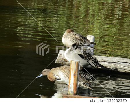稲毛海浜公園浜の池に来たオナガガモ 稲毛海浜公園浜の池に来たオナガガモ 136232370
