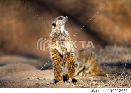 カラスの舞う空を見上げるミーアキャット カラスの舞う空を見上げるミーアキャット 136232471