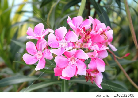 Sweet oleander blooming on branch in nature. Sweet oleander blooming on branch in nature. 136232609