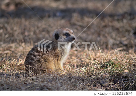 また一日が終わるのかと夕日が落ちるのを見送るミーアキャット 136232674