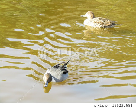 稲毛海浜公園浜の池に来たオナガガモ 稲毛海浜公園浜の池に来たオナガガモ 136232681