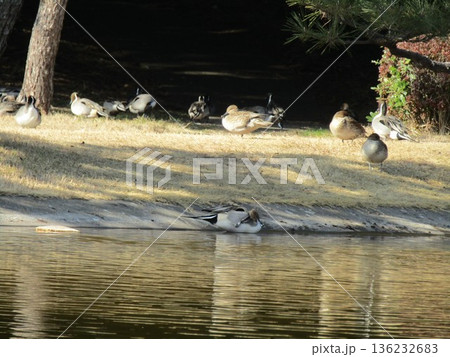 稲毛海浜公園に来た冬の渡り鳥オナガガモ 稲毛海浜公園に来た冬の渡り鳥オナガガモ 136232683