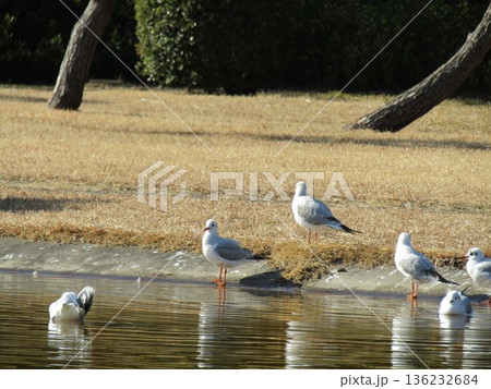 稲毛海浜公園浜の池に来たユリカモメ 稲毛海浜公園浜の池に来たユリカモメ 136232684