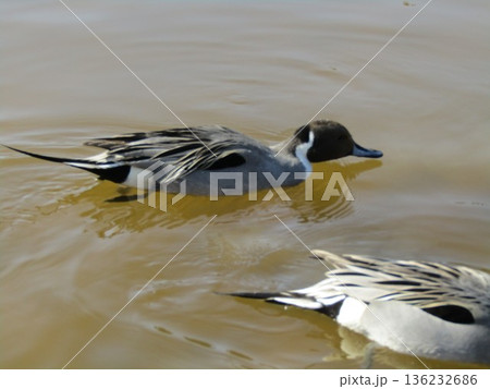 稲毛海浜公園浜の池に来たオナガガモ 136232686