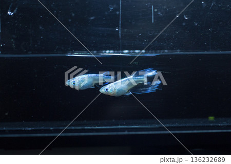 めだか　メダカ　キッシング　光体系 136232689