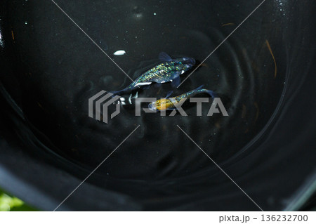 めだか　メダカ　キッシング　光体系 136232700