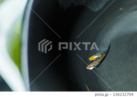 めだか　メダカ　キッシング　光体系 136232704