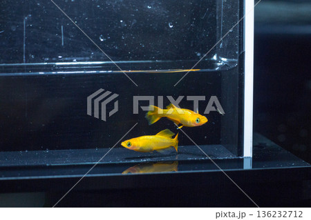 めだか　メダカ　キッシング　光体系 136232712