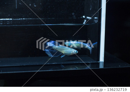 めだか　メダカ　キッシング　光体系 136232719