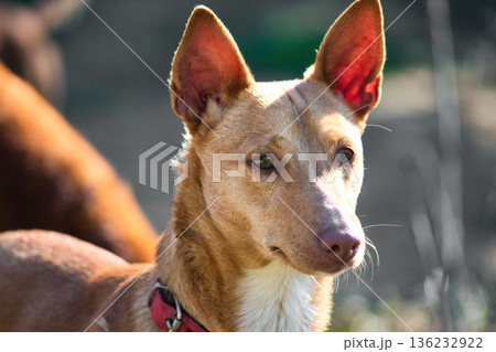 A close-up headshot portrait shot of a brown Podenco Andaluz, or warren hound dog, wearing a collar in a countryside field A close-up headshot portrait shot of a brown Podenco Andaluz, or warren hound dog, wearing a collar in a countryside field 136232922
