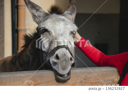 Close-up of a happy donkey being stroked by a person at an animal sanctuary, looking directly at the camera 136232927