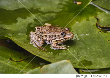 A close-up shot of a European common brown grass frog, sat on a green water lily pad on a lake A close-up shot of a European common brown grass frog, sat on a green water lily pad on a lake 136232944