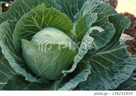 Close-up shot of a single cabbage bush with large ovary growing in a vegetable patch in an organic agricultural field on farmland Close-up shot of a single cabbage bush with large ovary growing in a vegetable patch in an organic agricultural field on farmland 136232954