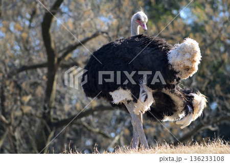 翼を広げてダンスを踊るダチョウ 136233108