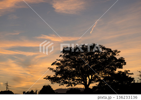 赤く染まった夕焼けの空と大きな木のシルエット　5803 136233136
