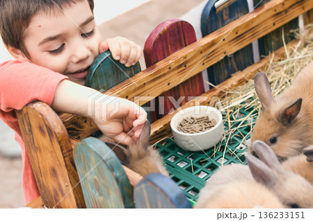 A young boy petting a cute fluffy bunny rabbit in an enclosure, animal-assisted therapy concept A young boy petting a cute fluffy bunny rabbit in an enclosure, animal-assisted therapy concept 136233151