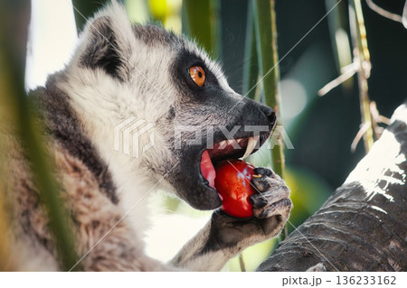Close-up head-shot portrait of a ring-tailed lemur with furry ears in a tree biting a red tomato, looking away from camera 136233162