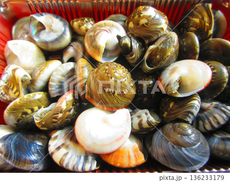 たくさんのナガラミ(ダンベイキサゴ)の風景 たくさんのナガラミ(ダンベイキサゴ)の風景 136233179
