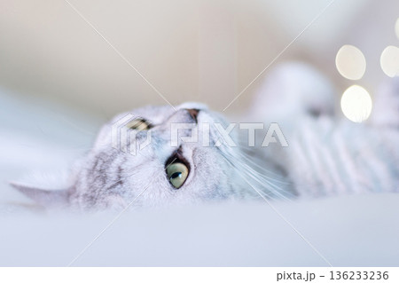 Scottish straight cat lies on his back bokeh from lights in the background. Cat upside down. Close up white cat face. Favorite pets, cat food. 136233236