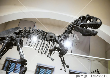 The skeleton of a full-length Tyrannosaurus Rex dinosaur showing the bones The skeleton of a full-length Tyrannosaurus Rex dinosaur showing the bones 136233519
