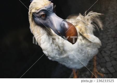 Model of a dodo bird in a natural history museum 136233525