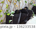 Cloth fabric grow bags in a garden against a wall with a trellis 136233538