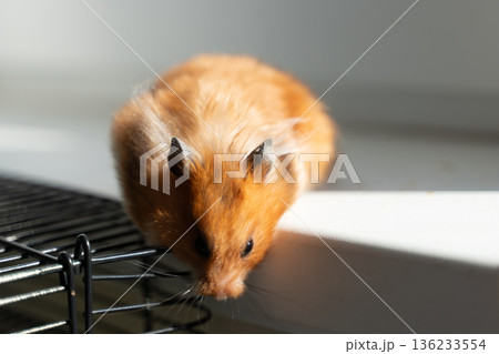 Hamster, pet, rodent, cute golden hamster peeking from cage onto windowsill in bright sunlight 136233554