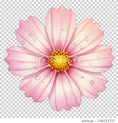 Watercolor cosmos flower up close gentle petal detail with raindrop dew freshness sensation 136233717