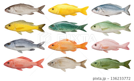 Variety of Freshwater Fish Showcasing Distinct Colors and Patterns on a White Background for Nature Lovers 136233772
