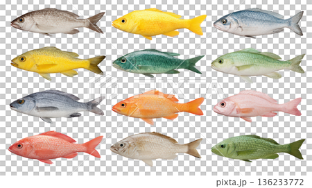 Variety of Freshwater Fish Showcasing Distinct Colors and Patterns on a White Background for Nature Lovers 136233772