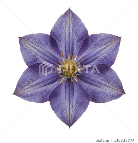 Purple clematis flower bloom macro nature detail beauty 136233774