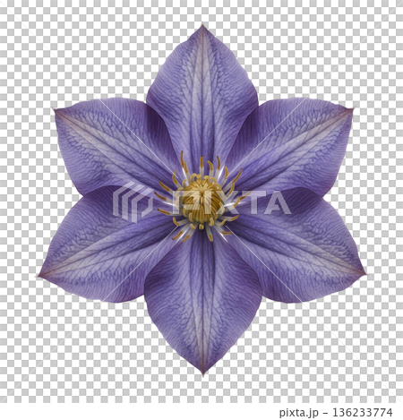 Purple clematis flower bloom macro nature detail beauty 136233774
