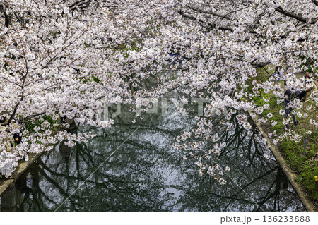 伏見十石舟 桜のある風景 136233888