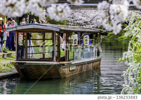 伏見十石舟 桜のある風景 136233893