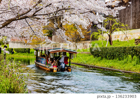 伏見十石舟 桜のある風景 136233903