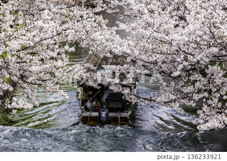 伏見十石舟 桜のある風景 伏見十石舟 桜のある風景 136233921