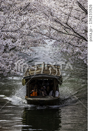 伏見十石舟 桜のある風景 136233926