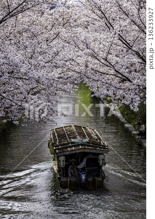 伏見十石舟 桜のある風景 136233927