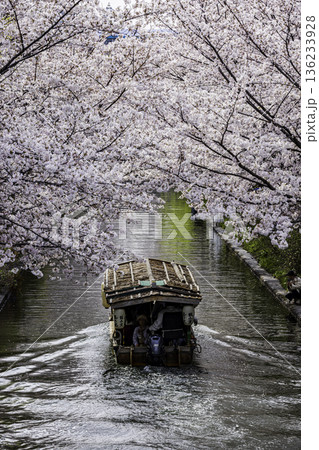伏見十石舟 桜のある風景 伏見十石舟 桜のある風景 136233928