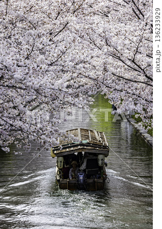 伏見十石舟 桜のある風景 136233929