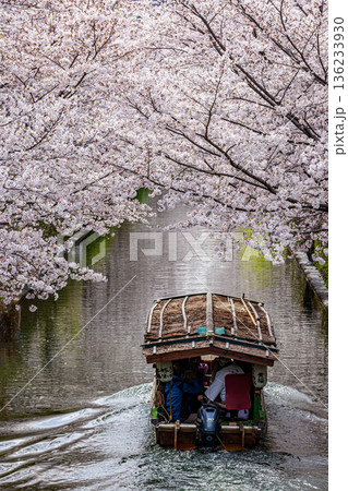 伏見十石舟 桜のある風景 136233930