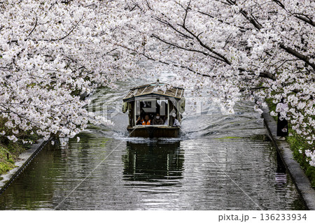 伏見十石舟 桜のある風景 136233934