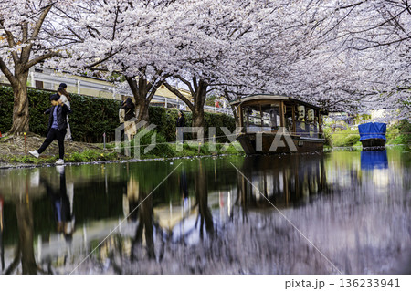 伏見十石舟 桜のある風景 136233941