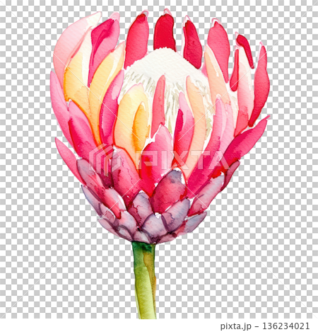 Watercolor protea flower pink petal botanical art blooming plant stem delicate painting 136234021