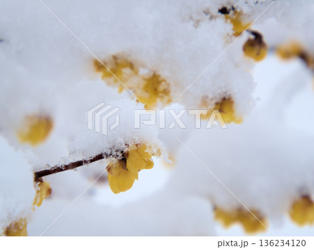 雪が降った1月に咲いた黄色い蝋梅（ロウバイ）の花 136234120